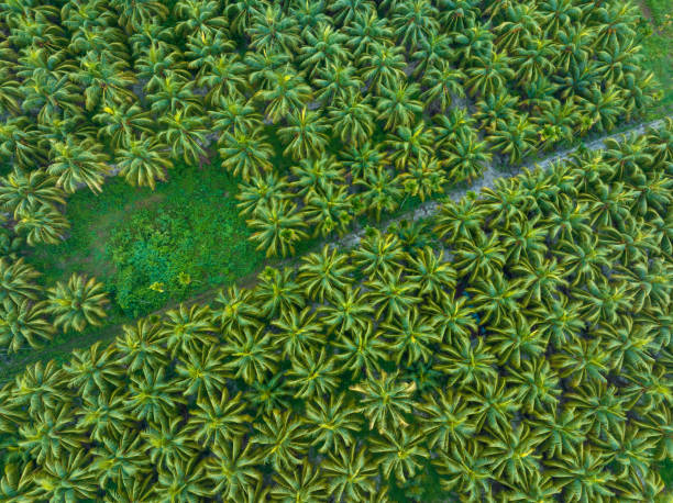 istock palm trees with coconut grow on it in field 2185305586
