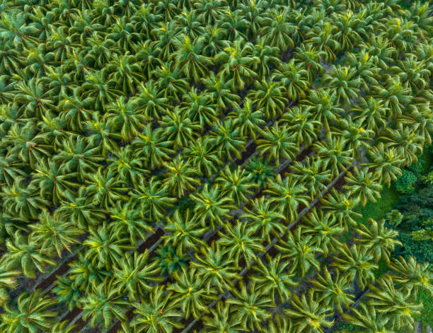 istock palm trees with coconut grow on it in field 2185305665