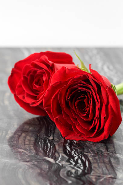 istock two rose heads closeup on marble background, valentine's day 2185313117