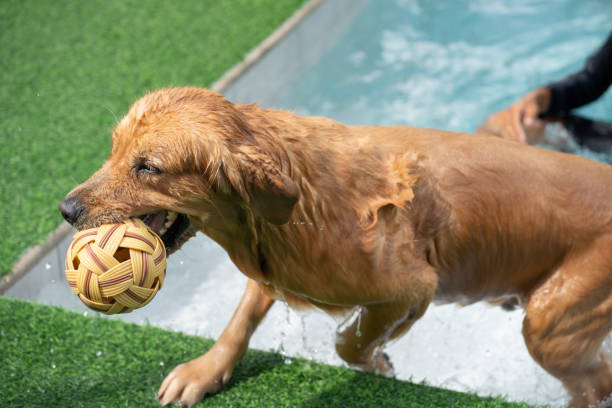 Golden retriever in swimming pool
