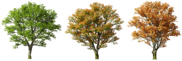 istock Collections jungle trees hardwood cutout on white 3d render 2185315781