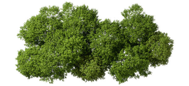 istock From above jungle lush trees on white 3d rendering 2185315783