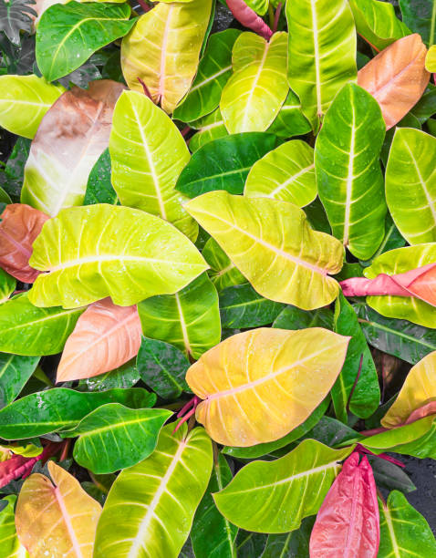 istock Philodendron sunlight for garden decoration 2185316859