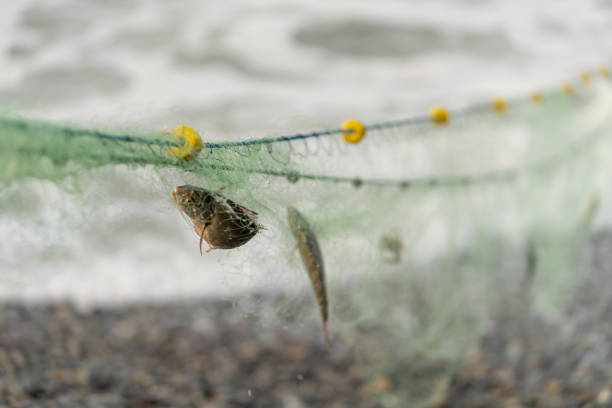Horizontal photo with copy space and focus on fishes trapped on a net with beach on the background