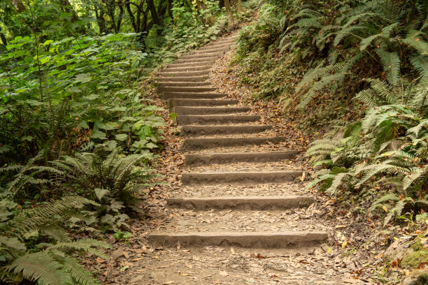 Dipsea Trail in Marin County, featuring stairs with lots of steps and fern