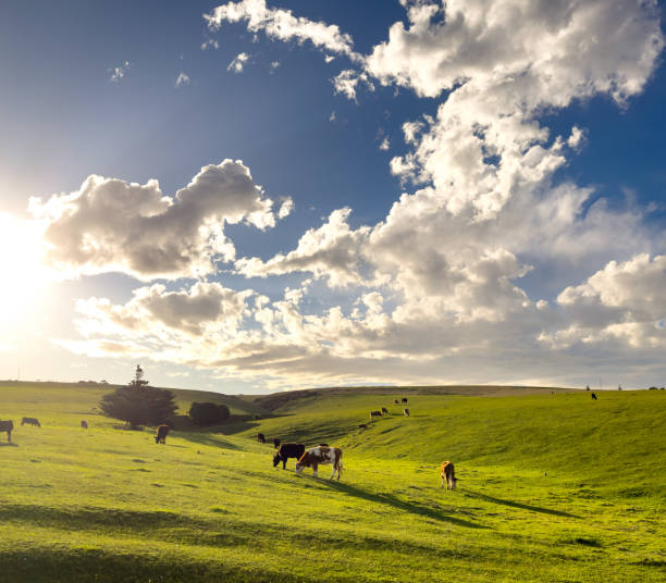 istock Cows Grazing On Green Hillside 2185319858