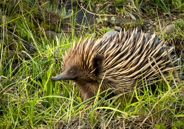 Portrait of an echidna in the wild walking through green grass in Australia