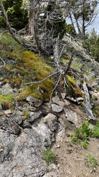 istock Unique wood formation in Yellowstone National Park 2185322520