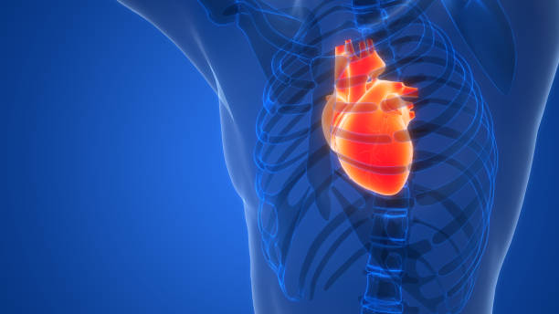 istock Human Circulatory System Heart Anatomy 2185323217