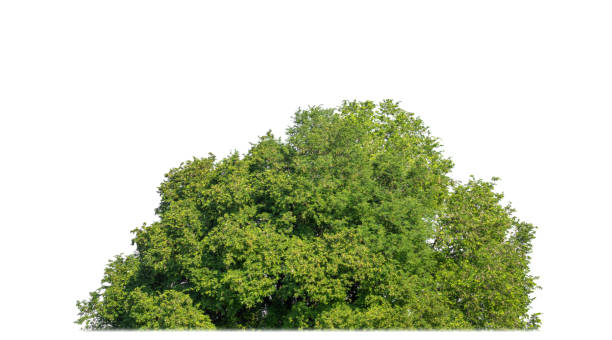istock Green Trees isolated on white background.are Forest and foliage in summer for both printing and web pages 2185324941