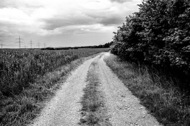 Farm road between a cornfield and trees in black and white