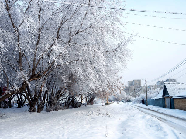 Beautiful winter trees covered with frost and snow, winter landscape