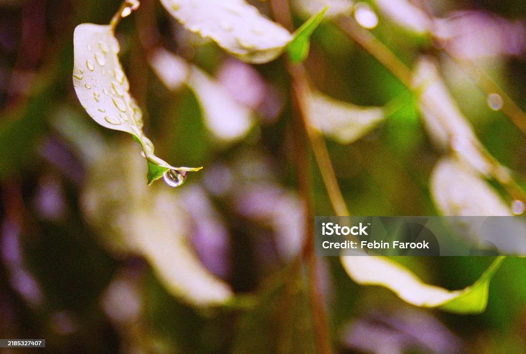 Rain Drops - Bebas Royalti Air Foto Stok Rain Drops - Bebas Royalti Air Foto Stok