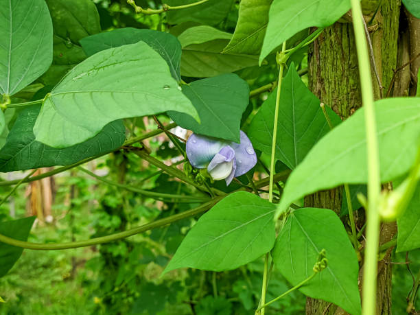 istock Winged bean plant flowers 2185328265