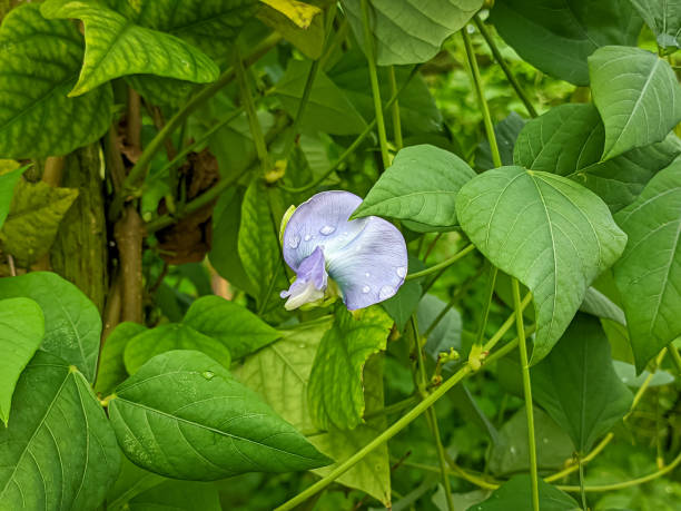 istock Winged bean plant flowers 2185328273