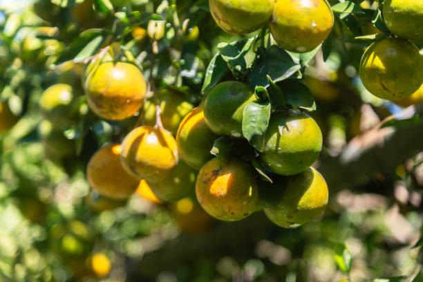 istock Bright and fresh oranges on the tree ready for harvest 2185328316