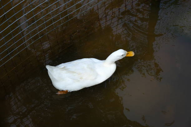 White duck swimming on river in the morning