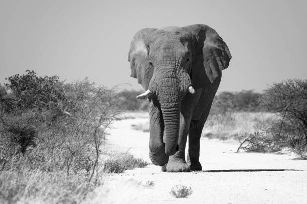 istock Majestic Elephant in Black and White Landscape 2185330335