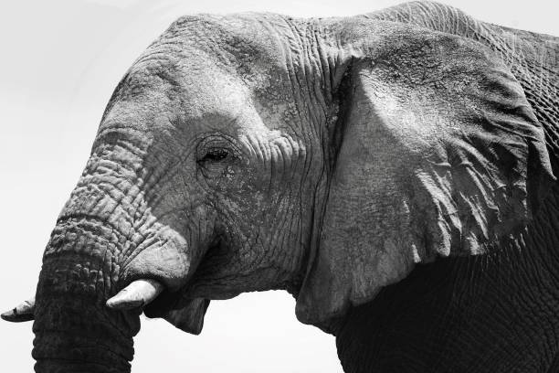 istock Close-up of African Elephant in Black and White 2185330341