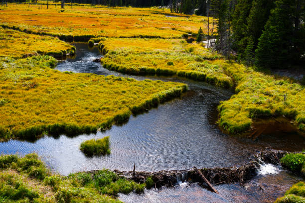 Flowing Creek in Autumn Through Mountain Valley - Scenic views during fall autumn colors.