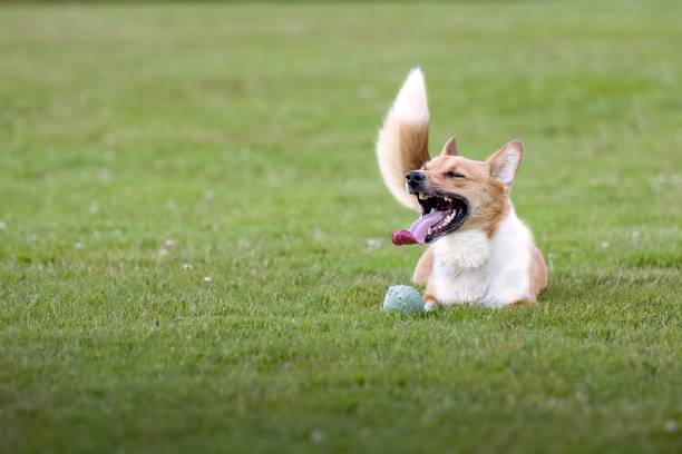 A TRI COLORED CATTLE CORGI MIX LYING IN THE GRASS RESTING WITH ITS BALL BY ITS SIDE ON MERCER ISLAND