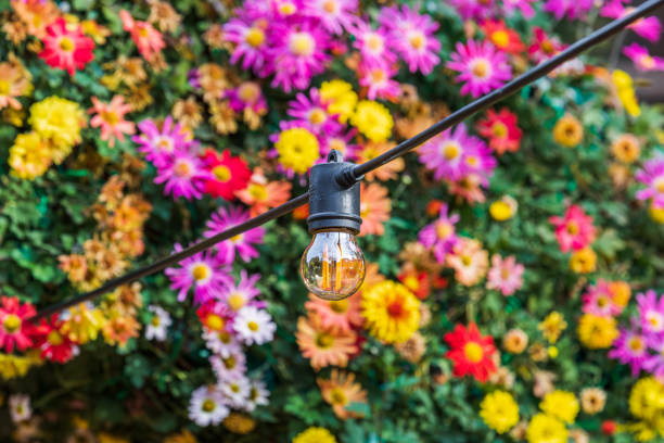 A small light bulb I found in a garden with chrysanthemums in full bloom.