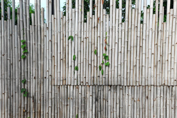 White bamboo wall with ivy climber green plant for house design. Outdoor exterior home decoration.