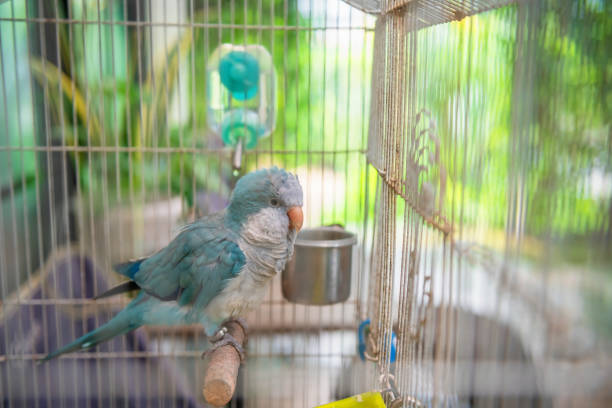 parakeet blue monk parrot in cage with blur green leaf background in park.. Beautiful furry bird pet at home.