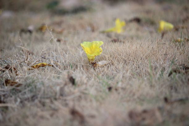 istock close up Tabebuya (Handroanthus chrysotrichus), Yellow Tabebuya or Golden Trumpet Tree in bloom 2185332995
