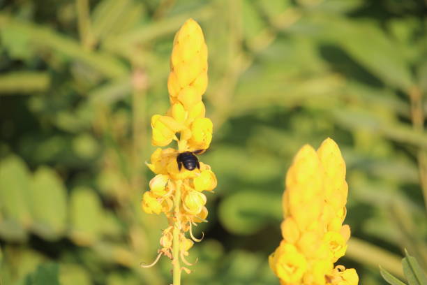 The blooming yellow Senna alata or Candlestick flowers are infested with bees