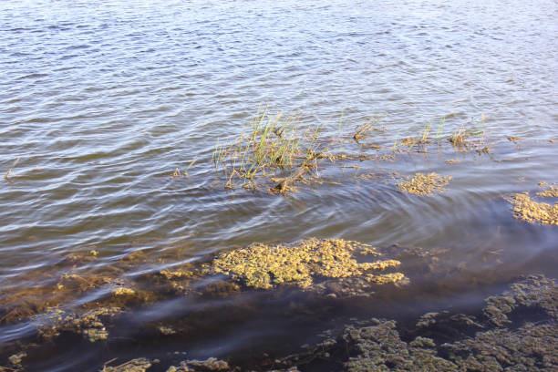 istock Small Lake With Moss and Algae Located in Tampa Florida 2185335694
