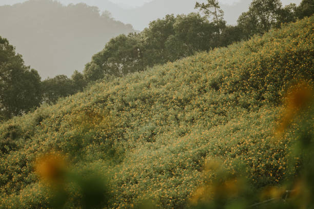 The tourist is watching view of the flower mountain in the morning.