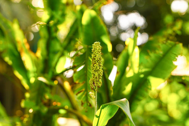 Sorghum bicolor, commonly called sorghum and also known as great millet, broomcorn, guinea corn, durra, imphee, jowar, or milo, is a species in the grass genus Sorghum cultivated for its grain.