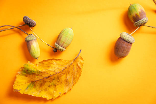 Abstract concept with autumn leaves and acorns on yellow background. High quality photo