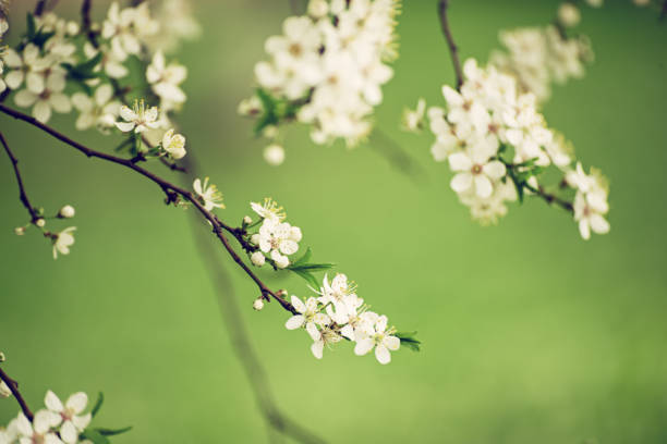 istock Plum vintage flowers 2185339168