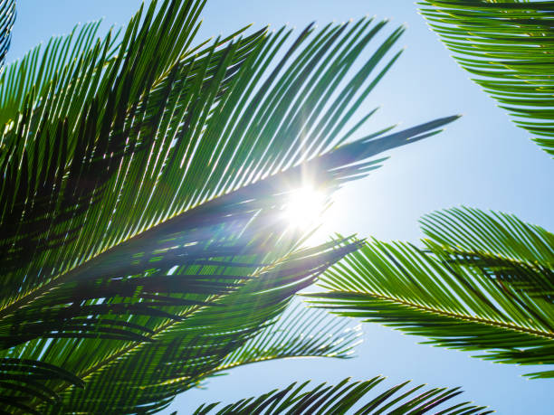 istock Palm leaf on blue sky background, template summer tropical wallpaper at coast sea, forest park spring season, leaves coconut growth environment ecosytem nature tree outdoors beautiful backdrop. 2185339214