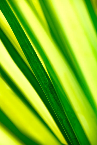 Background Series : Texture of Blue Screw Pine Leaves. Leaf of White Striped Pandanus. Close Up of Screw Pine.