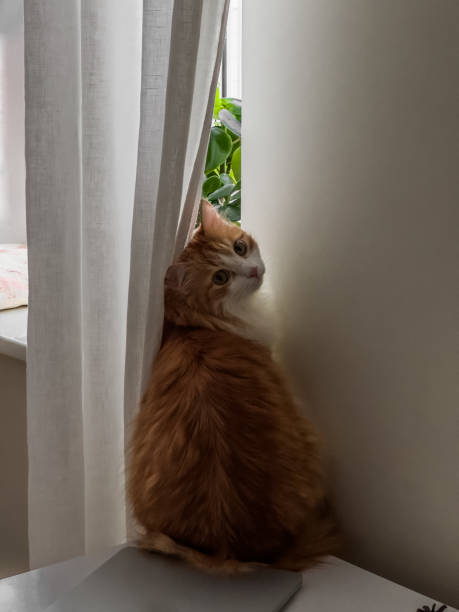 istock A beautiful red-haired cat looks out from behind a curtain sitting on a table 2185341689