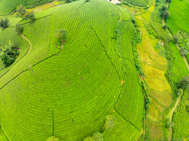 istock High angle view Rows of growing tea plantation at Long Coc mountains, Phu Tho province,Texture of Green tea leaf in northern Vietnam 2185341876
