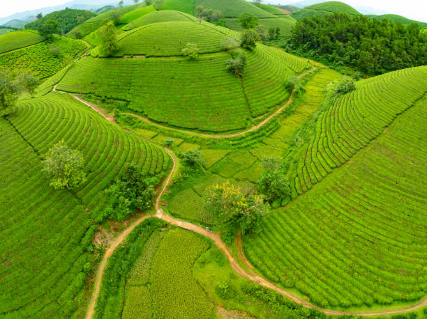 istock High angle view Rows of growing tea plantation at Long Coc mountains, Phu Tho province,Texture of Green tea leaf in northern Vietnam 2185341877