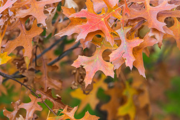 In fall, pin oak maple leaves turn red. Quercus palustris, swamp oak, Spanish oak