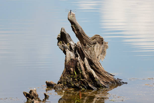 Natural scene from Ohio