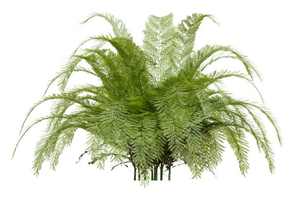 istock Lush green fern plant isolated on white 2185346215