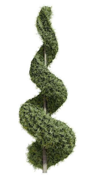 istock Spiral topiary tree with lush green foliage. 2185346229