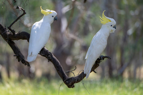 istock Cockatoo's in the Australian Bush 2185346901