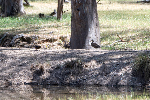 Ducks on the bank of a billabong