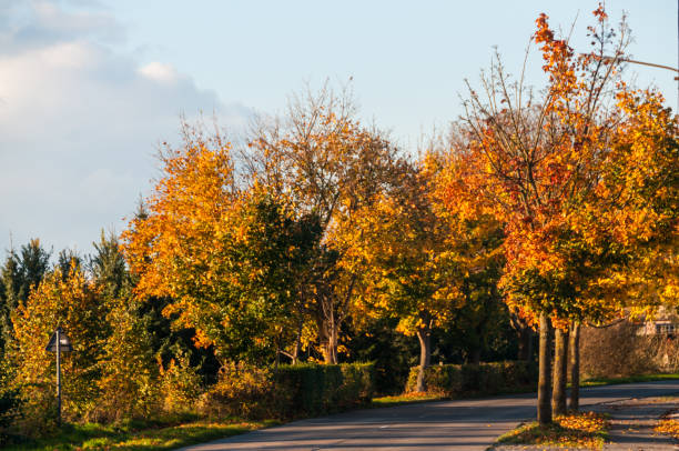 istock Autumn Foliage in belgium 2185347669