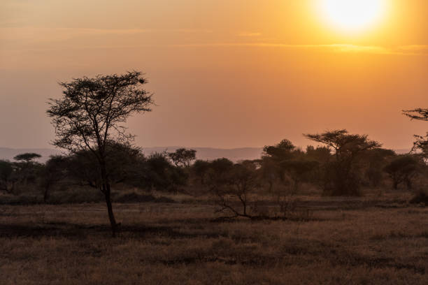 istock Sunset in the Serengeti 2185347698