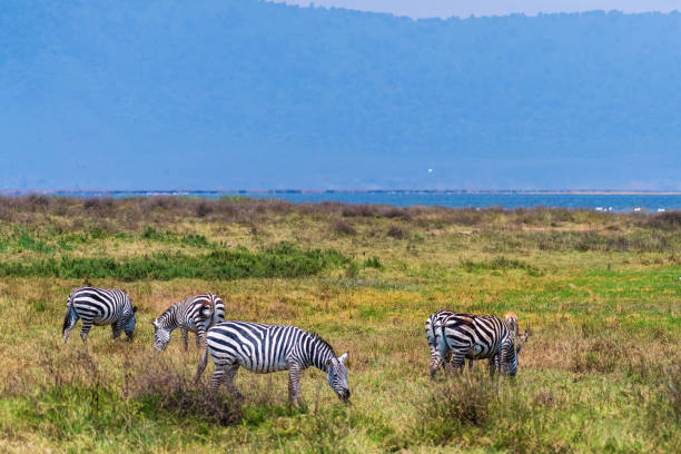 istock Zebra in the Ngorogoro Crater 2185347745
