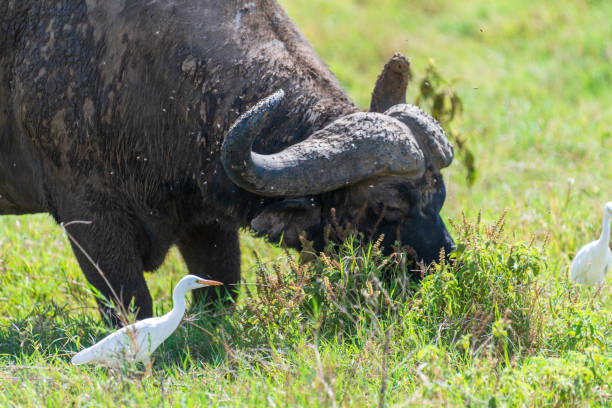 istock Bufalo in Lake Nakuru National Park 2185347751